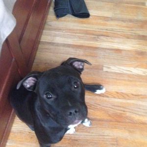 Meet your Posher, Shelby